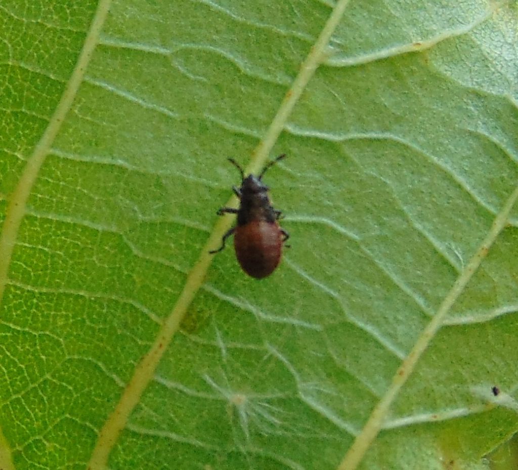 ninfa di?  Oxycarenus sp. ....