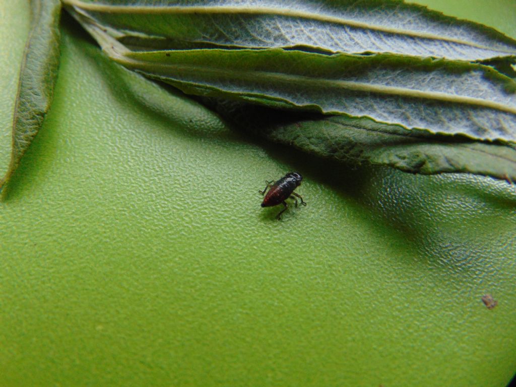 giovane di?... di Aphrophora sp.  (Cicadomorpha Aphrophoridae)