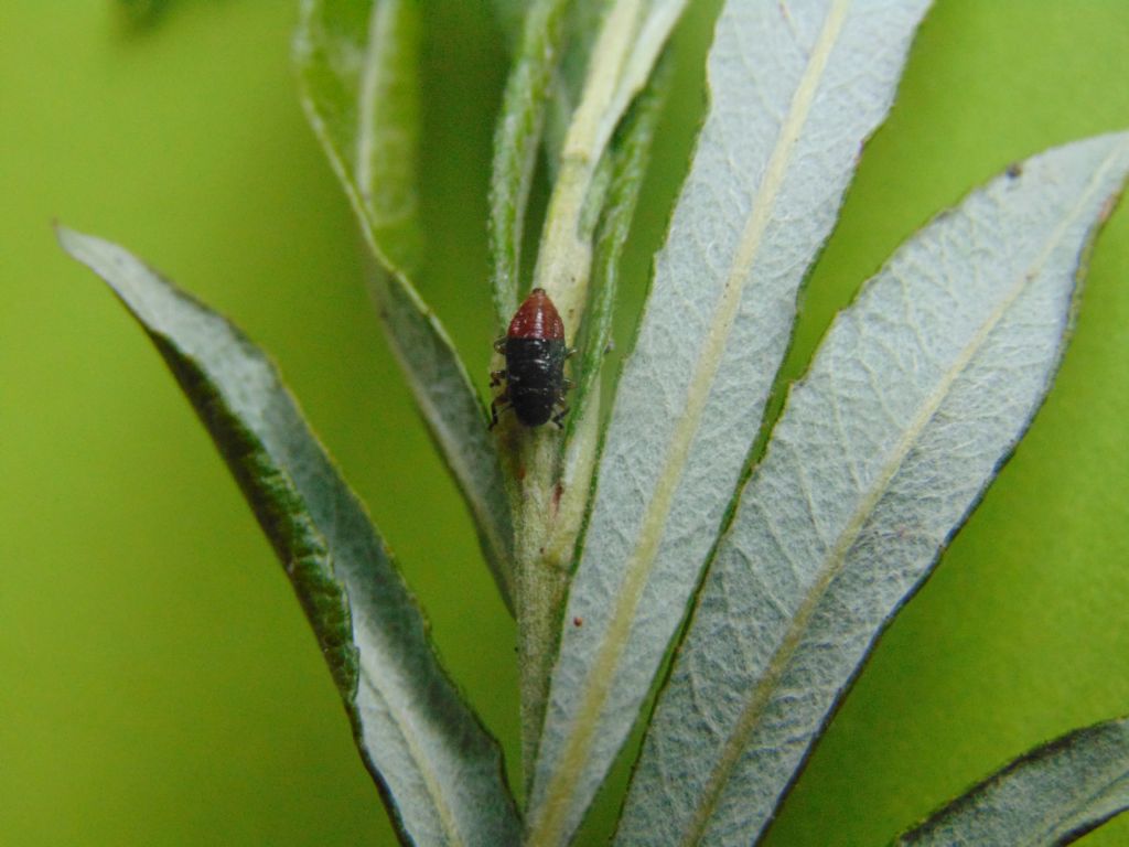 giovane di?... di Aphrophora sp.  (Cicadomorpha Aphrophoridae)