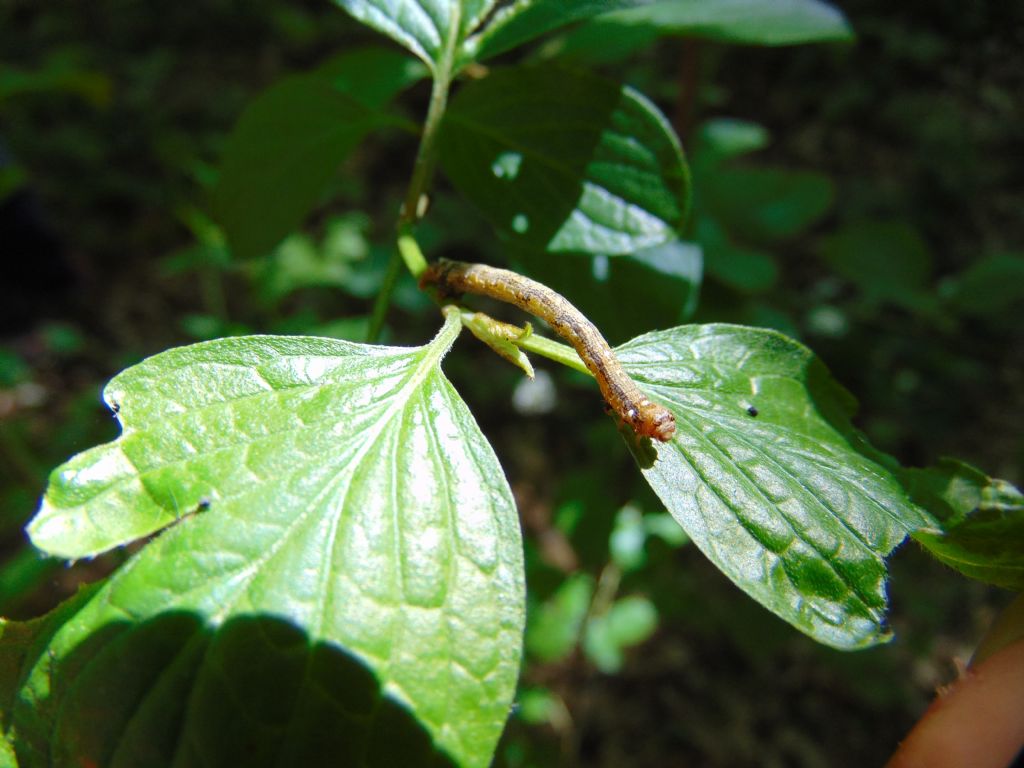 larva di Erannis defoliaria? S