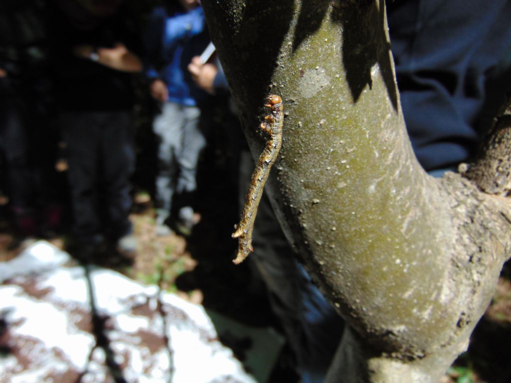 larva di Erannis defoliaria? S