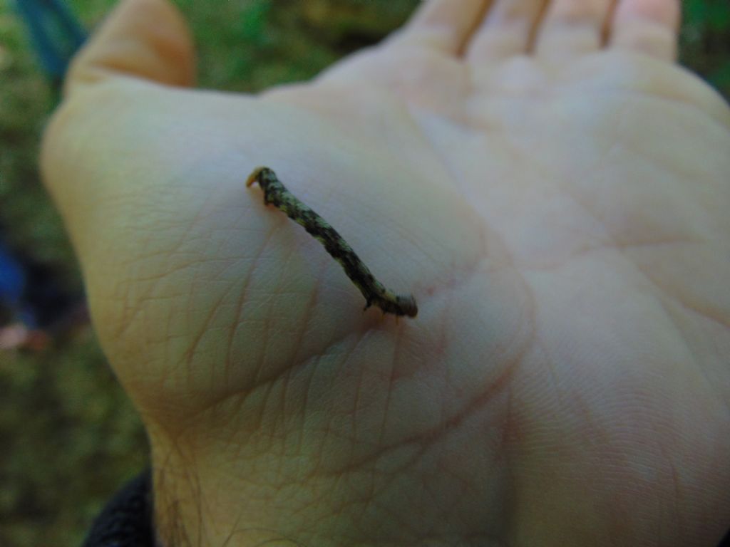 Geometridae:  larva da id.