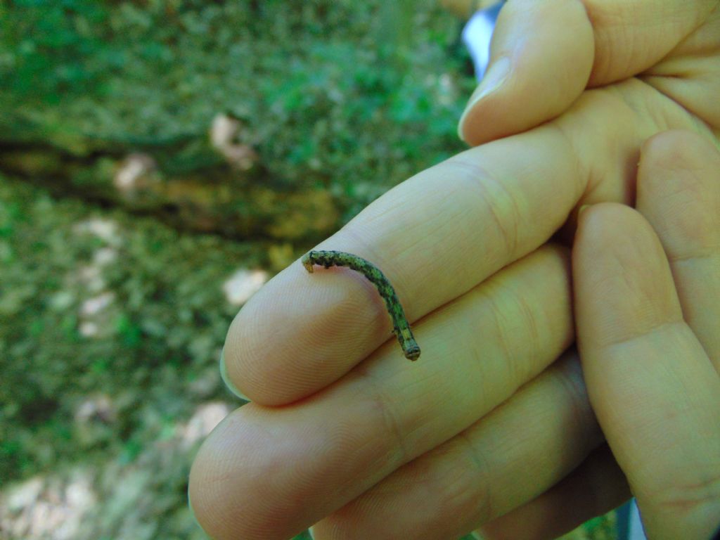 Geometridae:  larva da id.