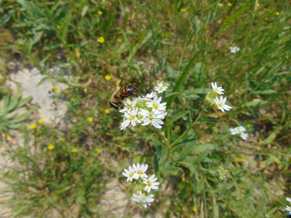 Eristalis sp.? Si