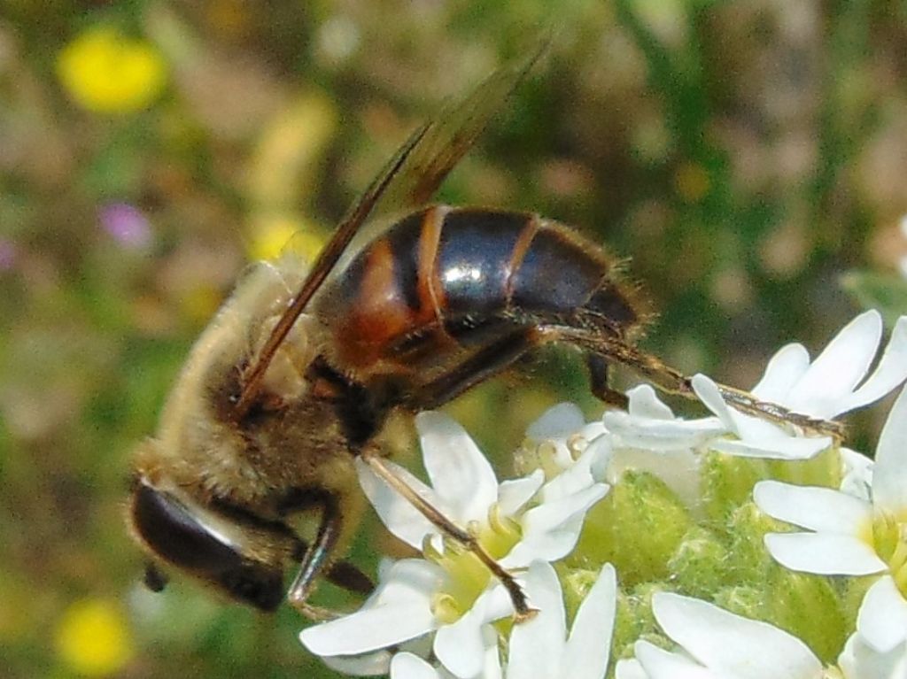 Eristalis sp.? Si