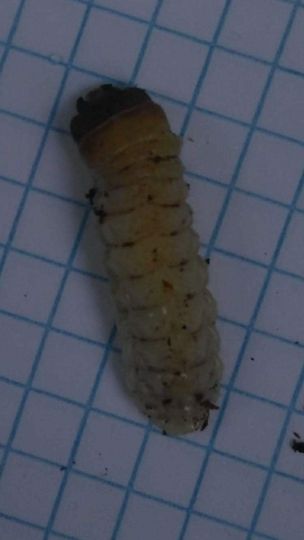 larva di coleottero? S, di Cerambycidae: Rhagium inquisitor