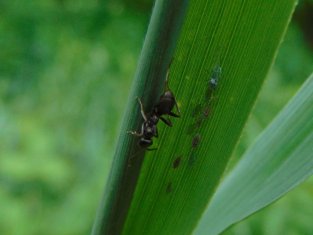 id formica?