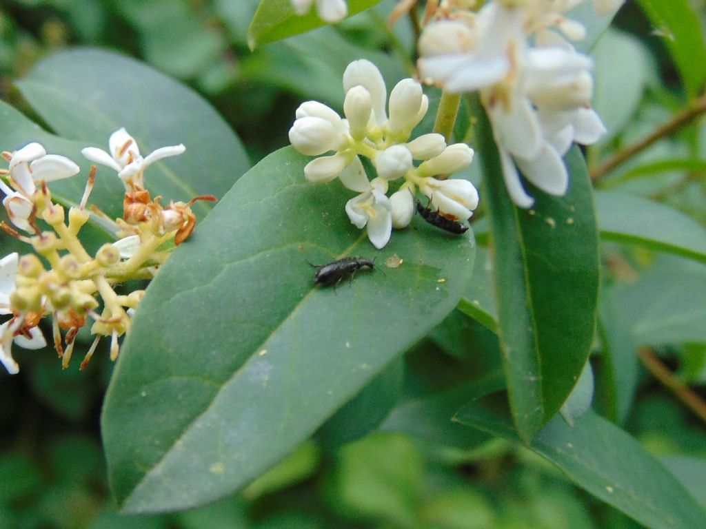 Piccoli coleotteri?  S, Dasytidae: Dasytes sp.