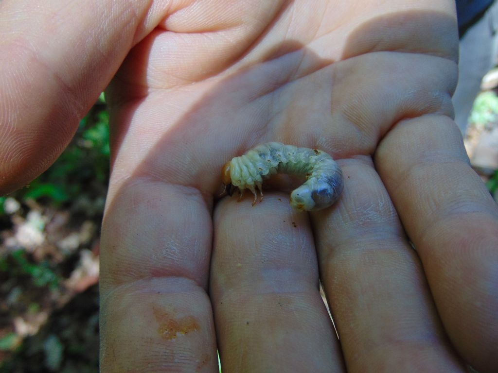 larva a c di... Dorcus parallelipipedus (Lucanidae)