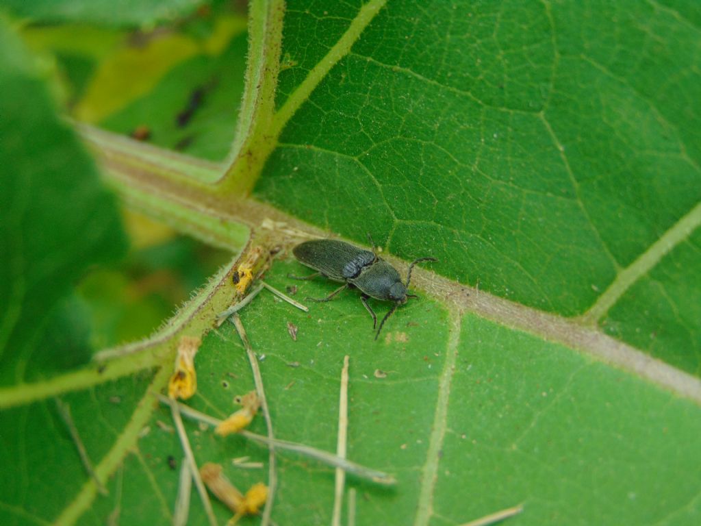 Elateridae: cfr. Cidnopus sp.
