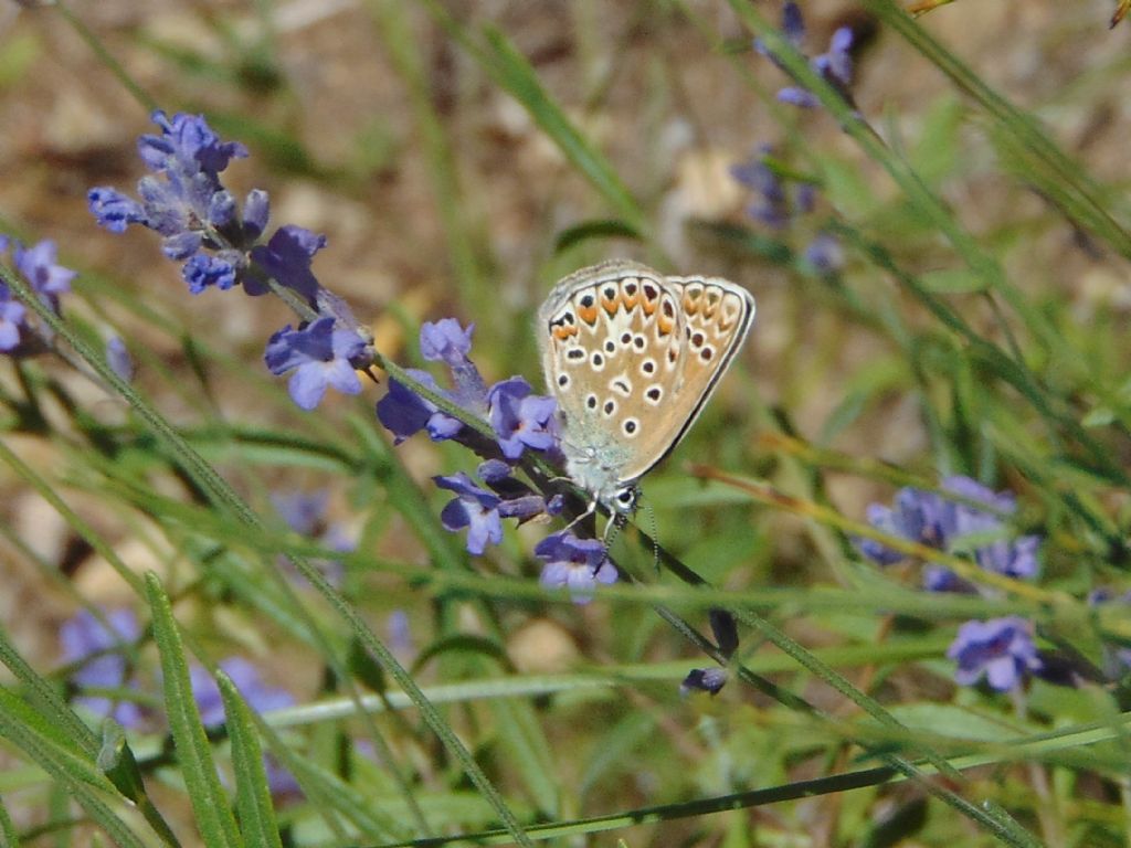 Polyommatus?   S, ma...Polyommatus sp.
