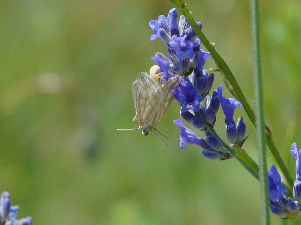 farfallina predata: Loxostege virescalis (Crambidae)