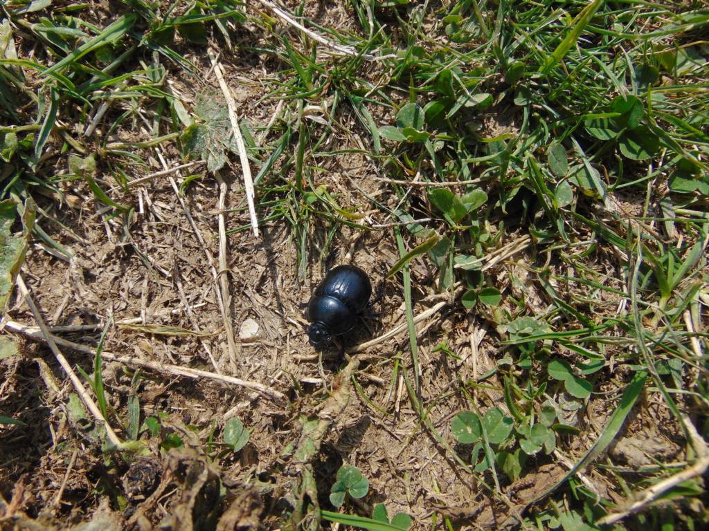 2 scarabeoidi? Geotrupidae: Geotrupes sp. (cfr.)