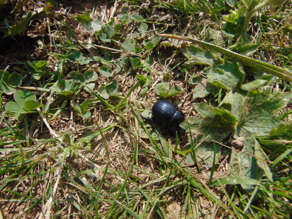 2 scarabeoidi? Geotrupidae: Geotrupes sp. (cfr.)