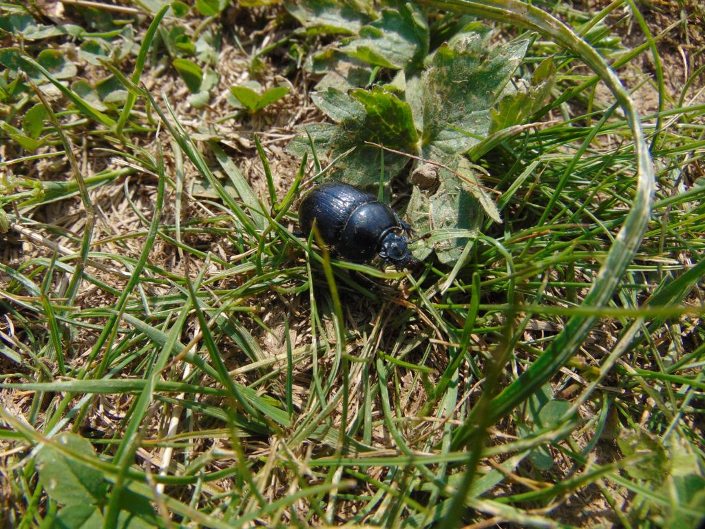 2 scarabeoidi? Geotrupidae: Geotrupes sp. (cfr.)