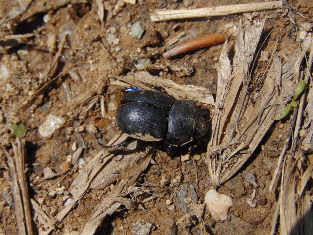 2 scarabeoidi? Geotrupidae: Geotrupes sp. (cfr.)