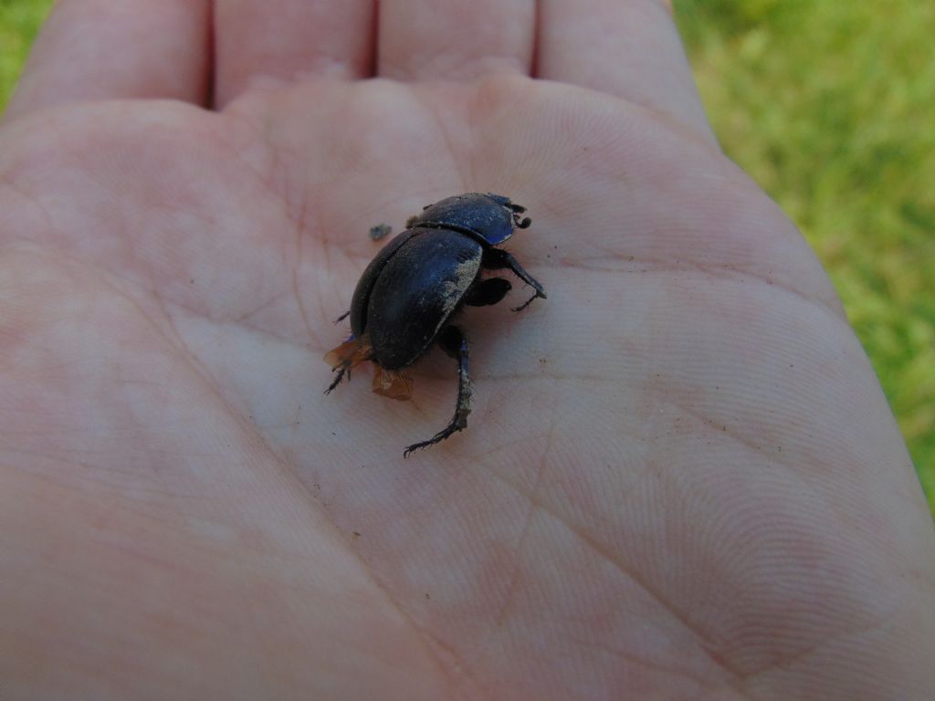 2 scarabeoidi? Geotrupidae: Geotrupes sp. (cfr.)