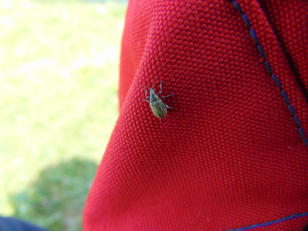 Curculionidae: Phyllobius pyri
