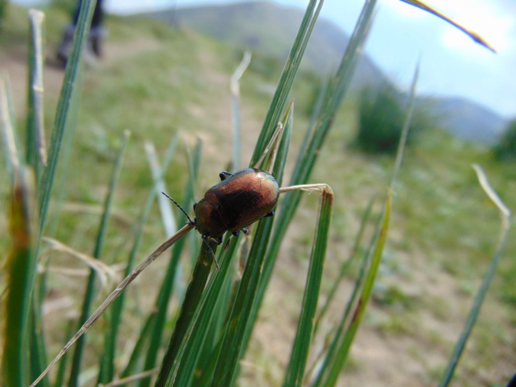 Chrysomelidae: Oreina sp.