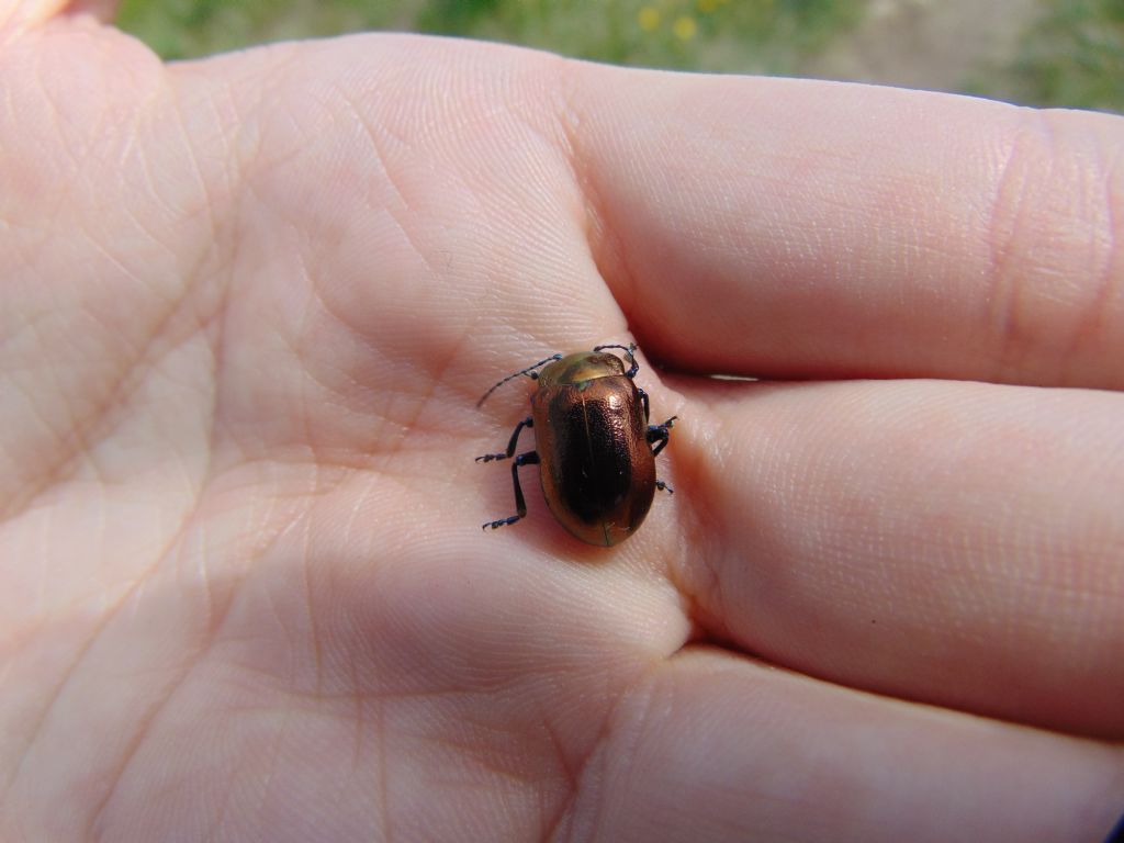 Chrysomelidae: Oreina sp.