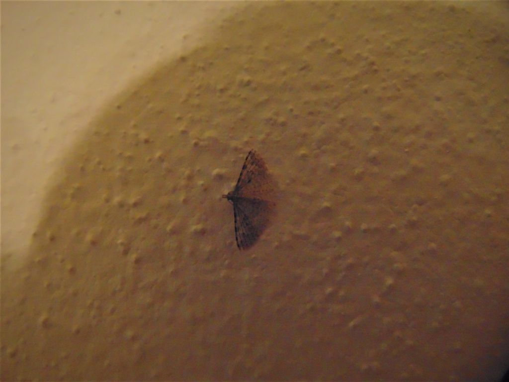 Id sconosciuta? Alucita sp. - Alucitidae