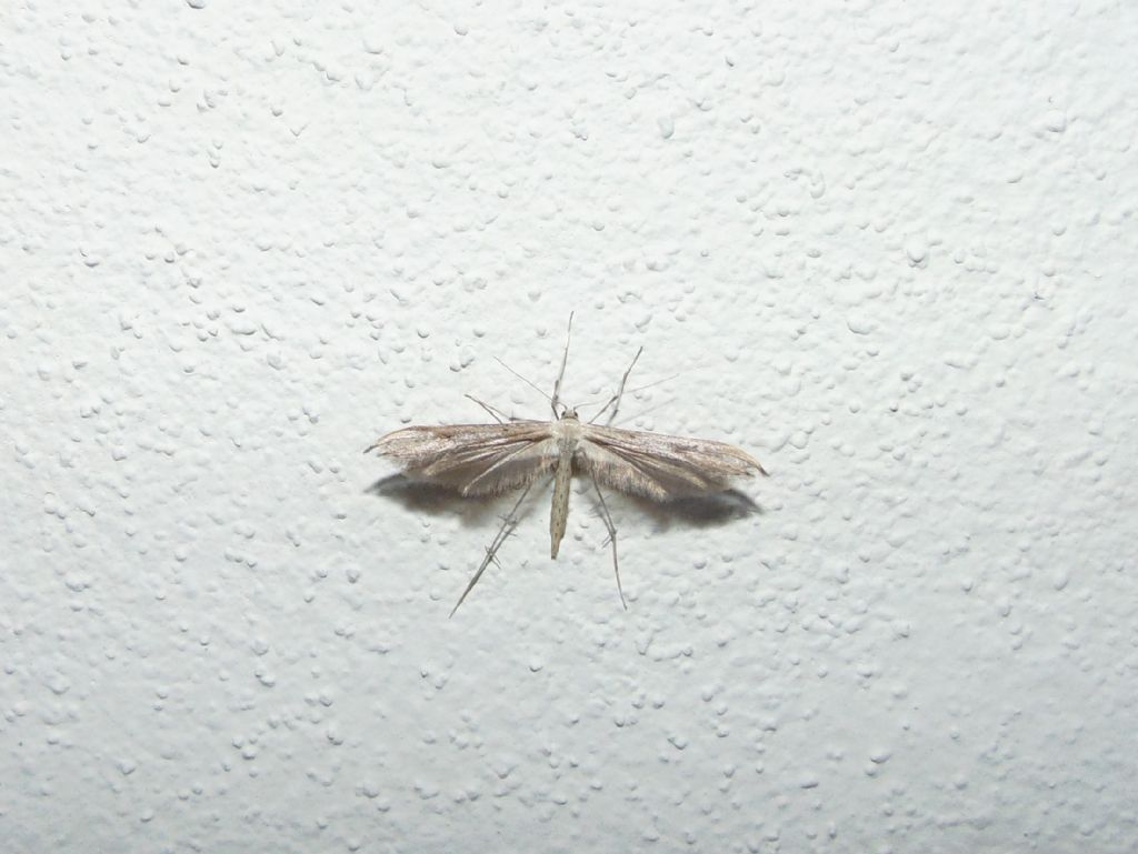 id Pterophoridae?