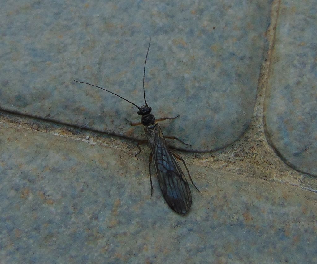 plecottero da id - Nemouridae