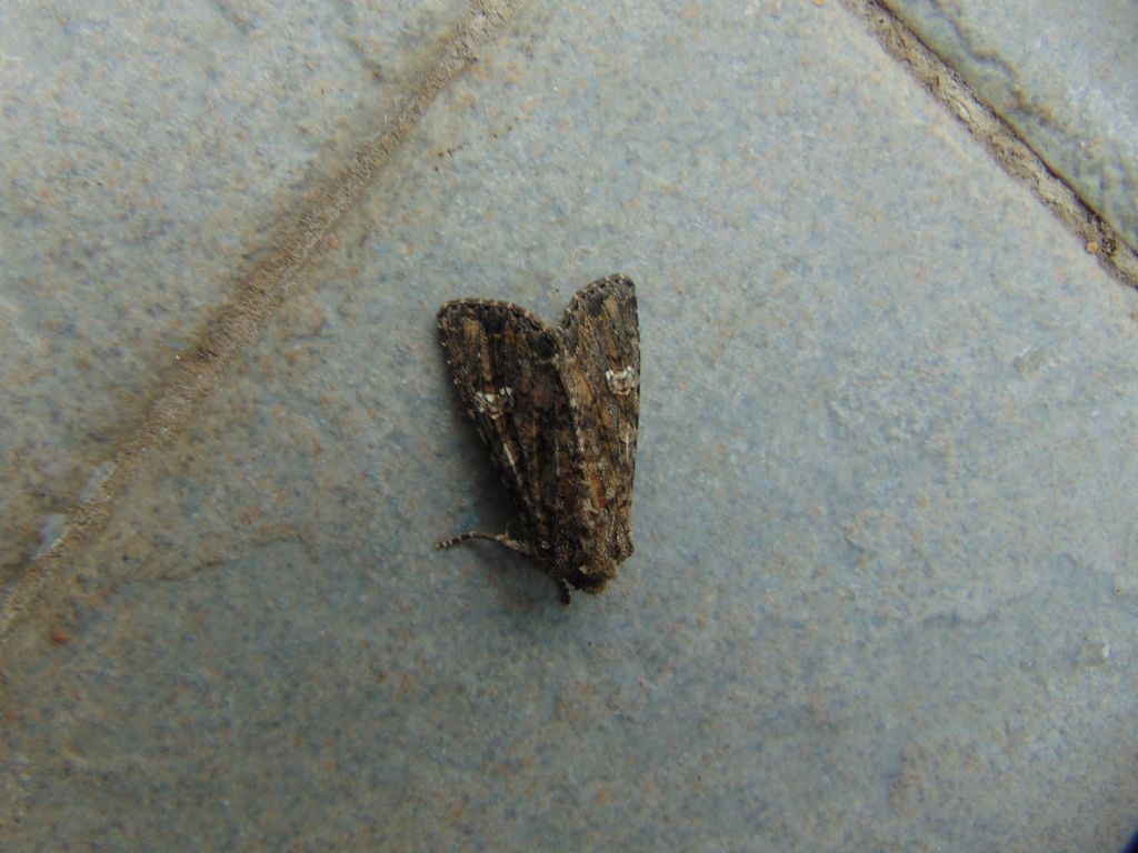Noctuidae: Mamestra brassicae?  S !