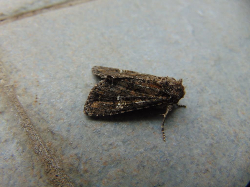 Noctuidae: Mamestra brassicae?  S !