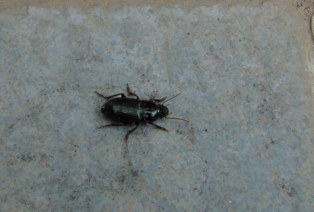 Carabidae: Harpalus distinguendus e H. cfr. affinis