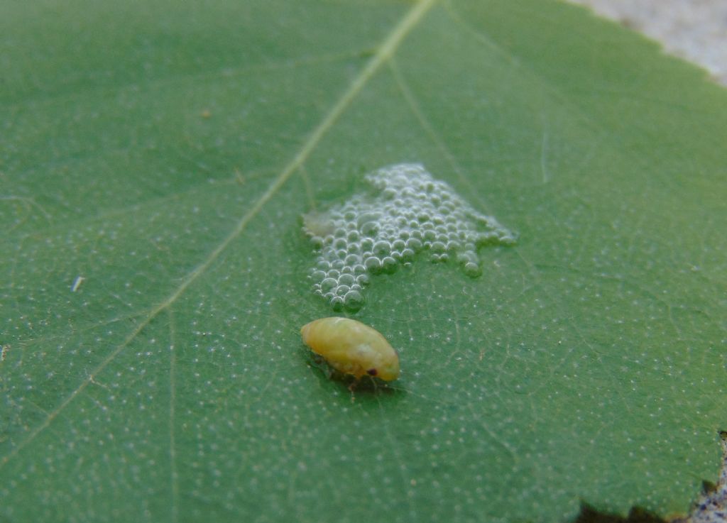 neanide di Aphrophoridae?