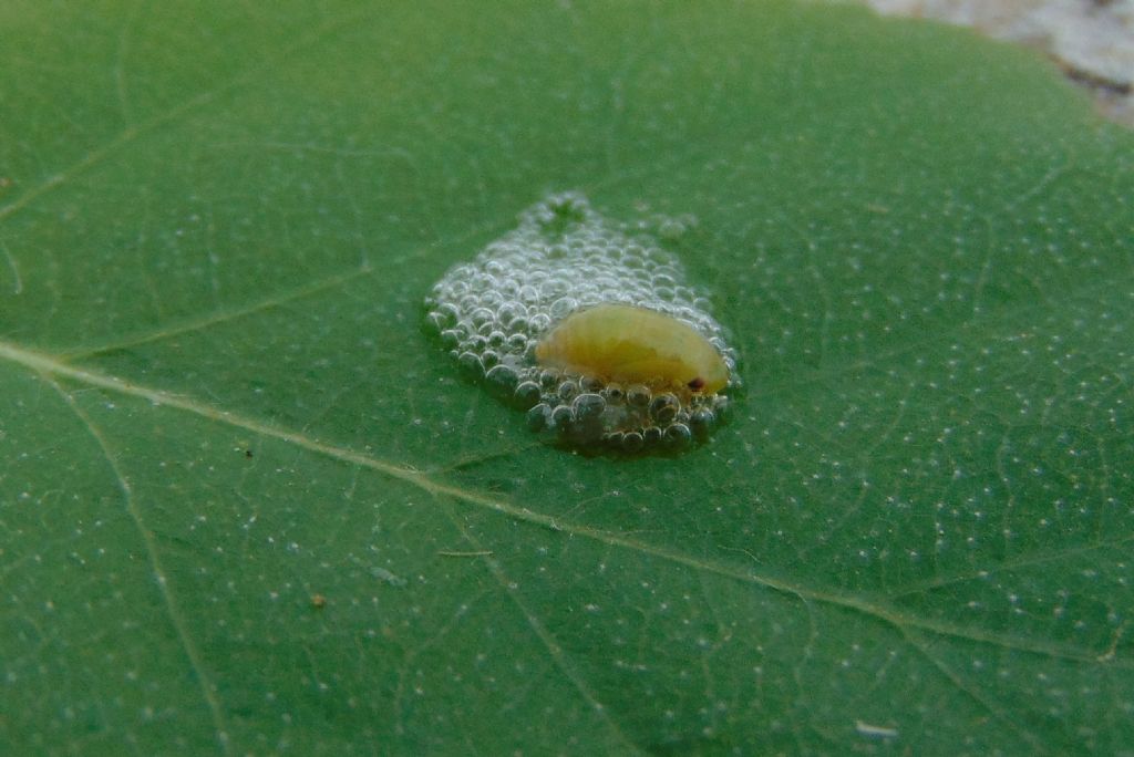 neanide di Aphrophoridae?