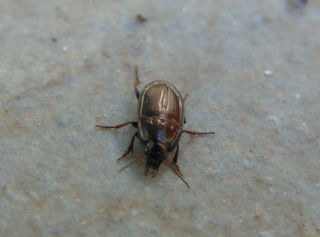 Carabidae:  Amara aenea