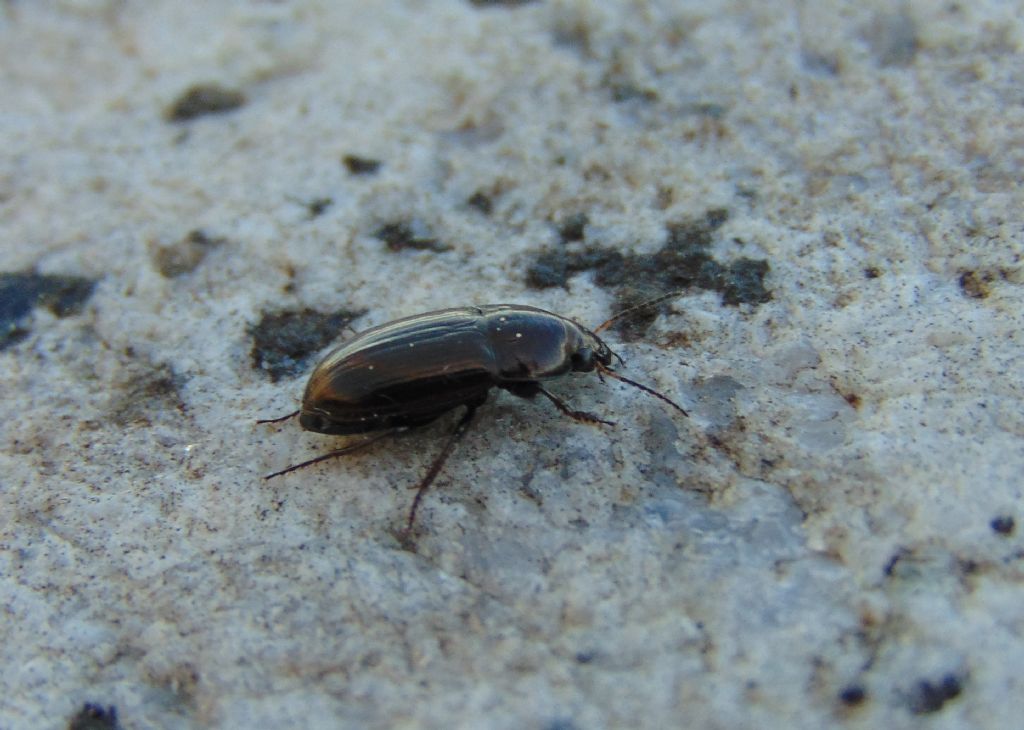 Carabidae:  Amara aenea