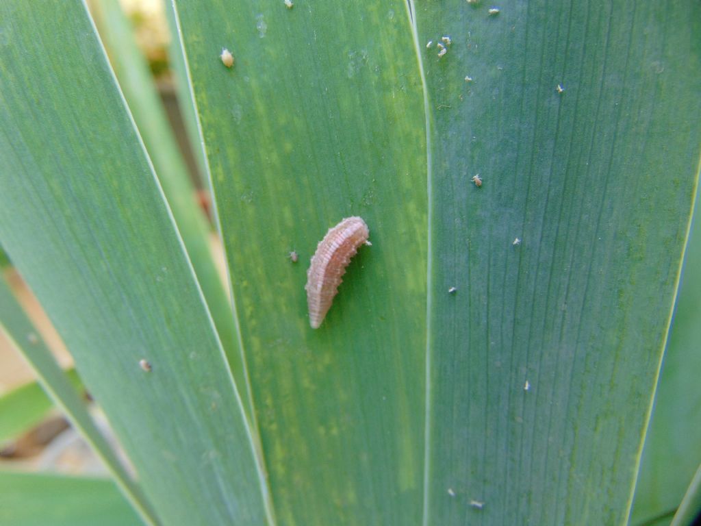 larva di? Syrphidae