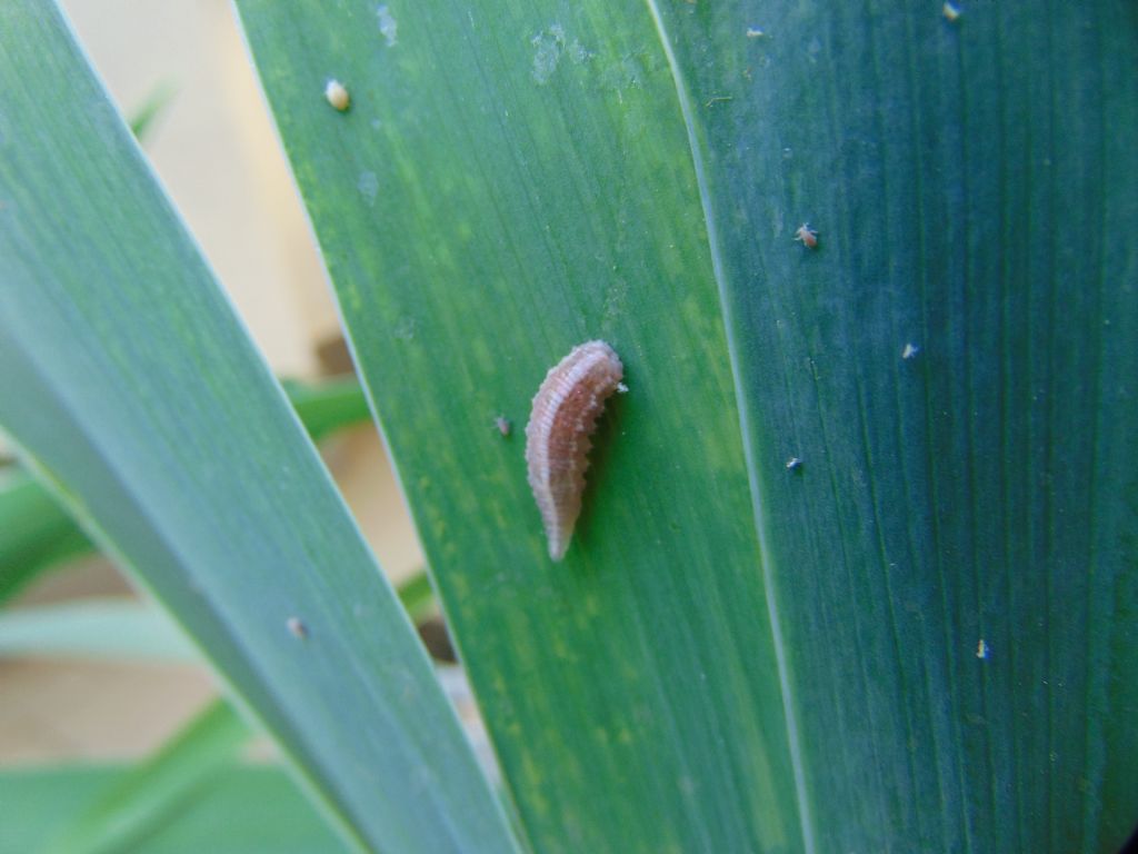 larva di? Syrphidae