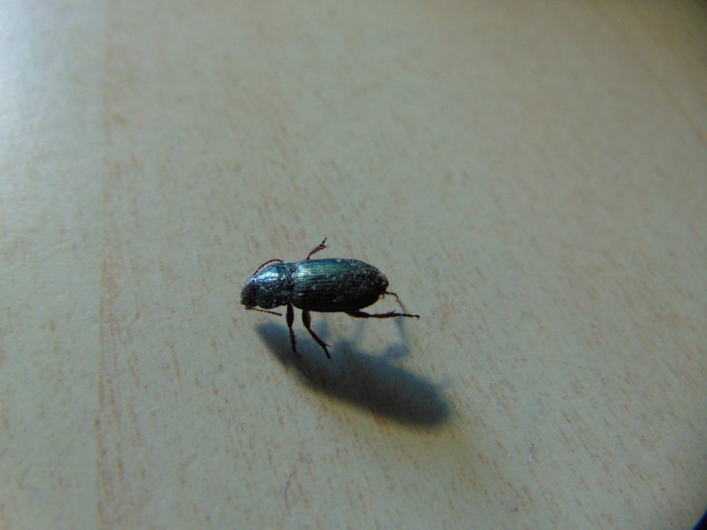 Carabidae: Harpalus distinguendus e H. cfr. affinis