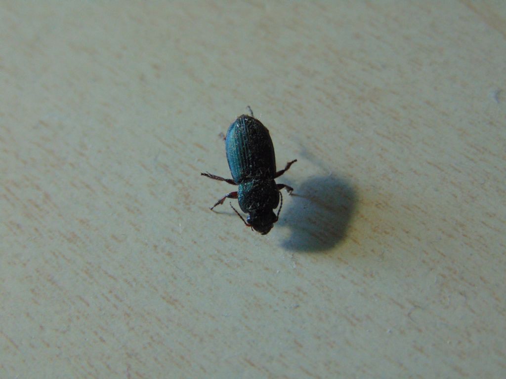 Carabidae: Harpalus distinguendus e H. cfr. affinis