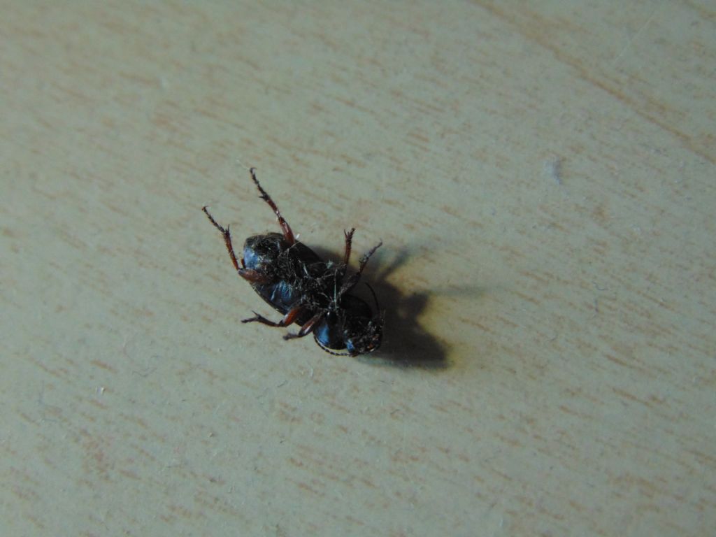 Carabidae: Harpalus distinguendus e H. cfr. affinis