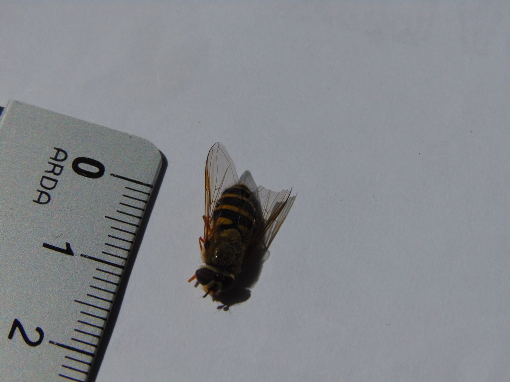 Syrphidae: Syrphus ribesii