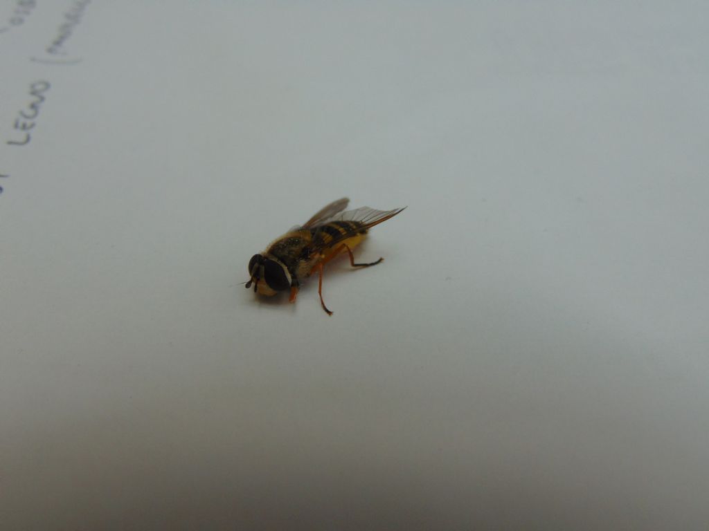 Syrphidae: Syrphus ribesii