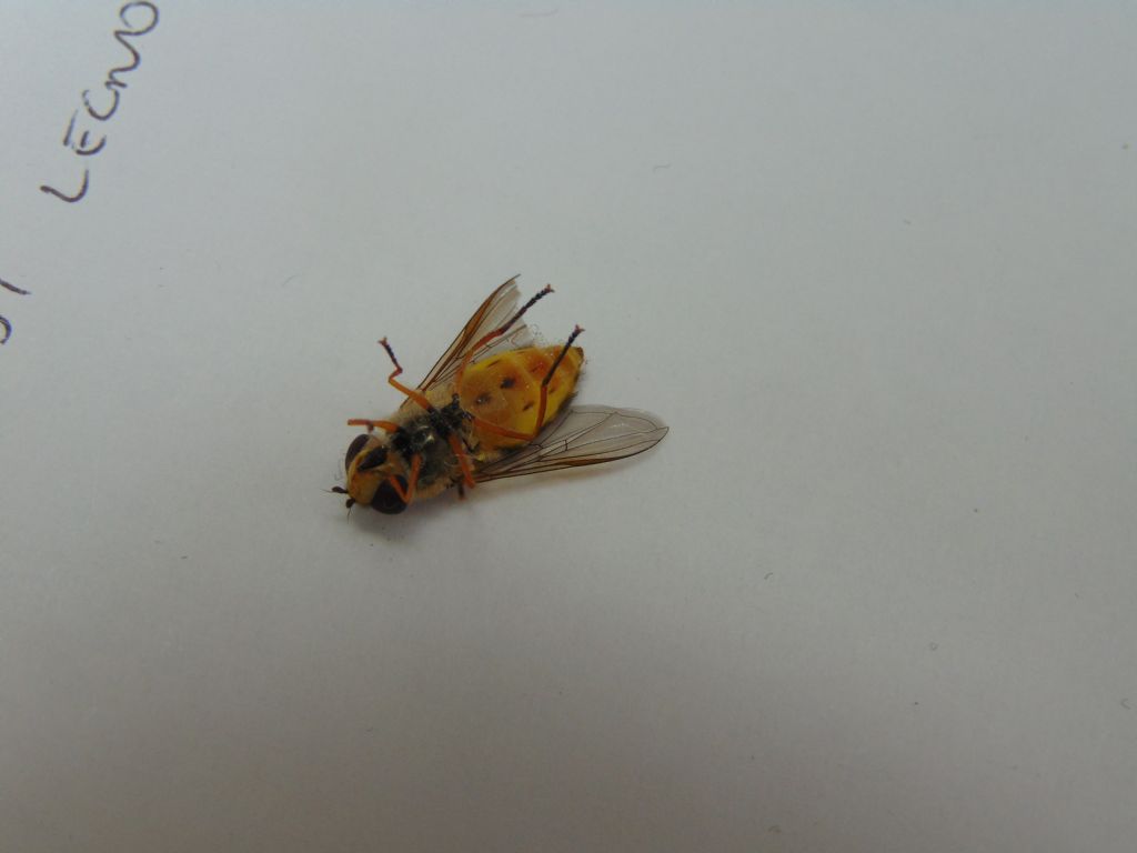 Syrphidae: Syrphus ribesii