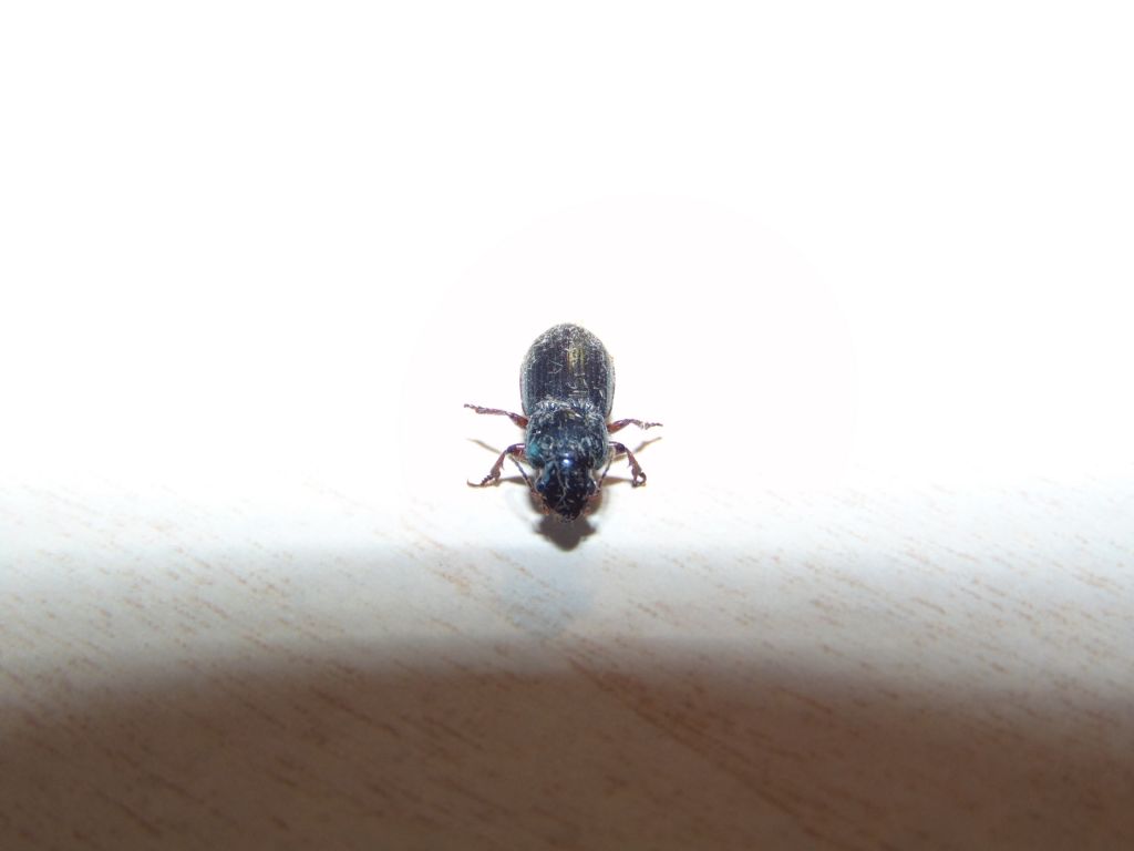 Carabidae: Harpalus distinguendus e H. cfr. affinis