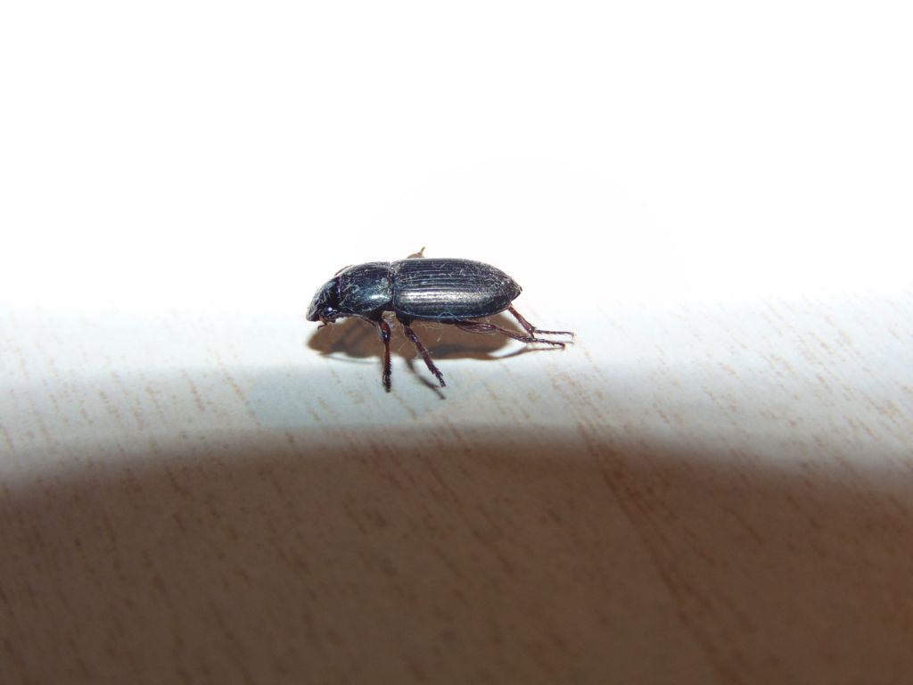 Carabidae: Harpalus distinguendus e H. cfr. affinis