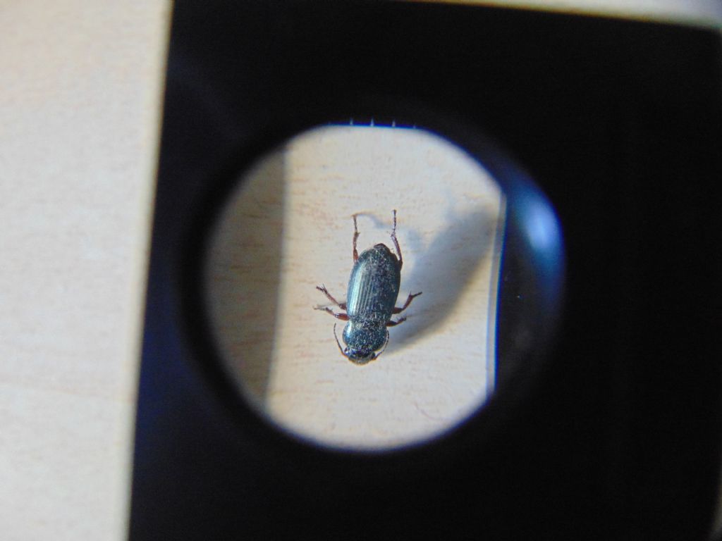 Carabidae: Harpalus distinguendus e H. cfr. affinis
