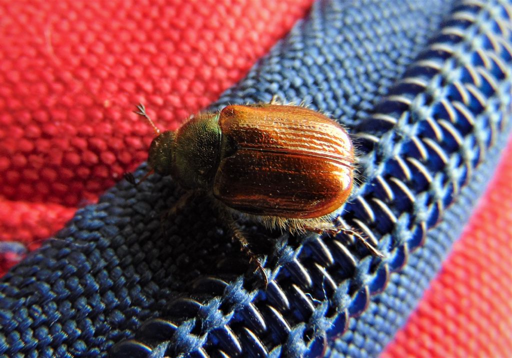 Phyllopertha o Anisoplia?  Phyllopertha horticola, Rutelidae