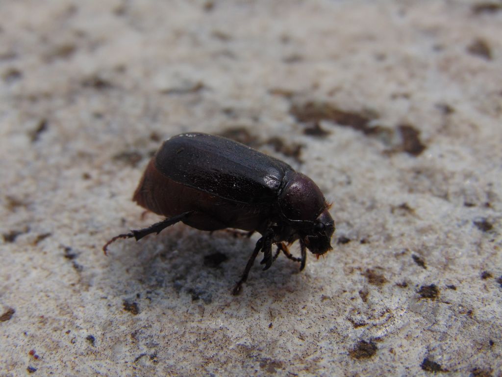 Melolonthidae: cfr. Aplidia sp.