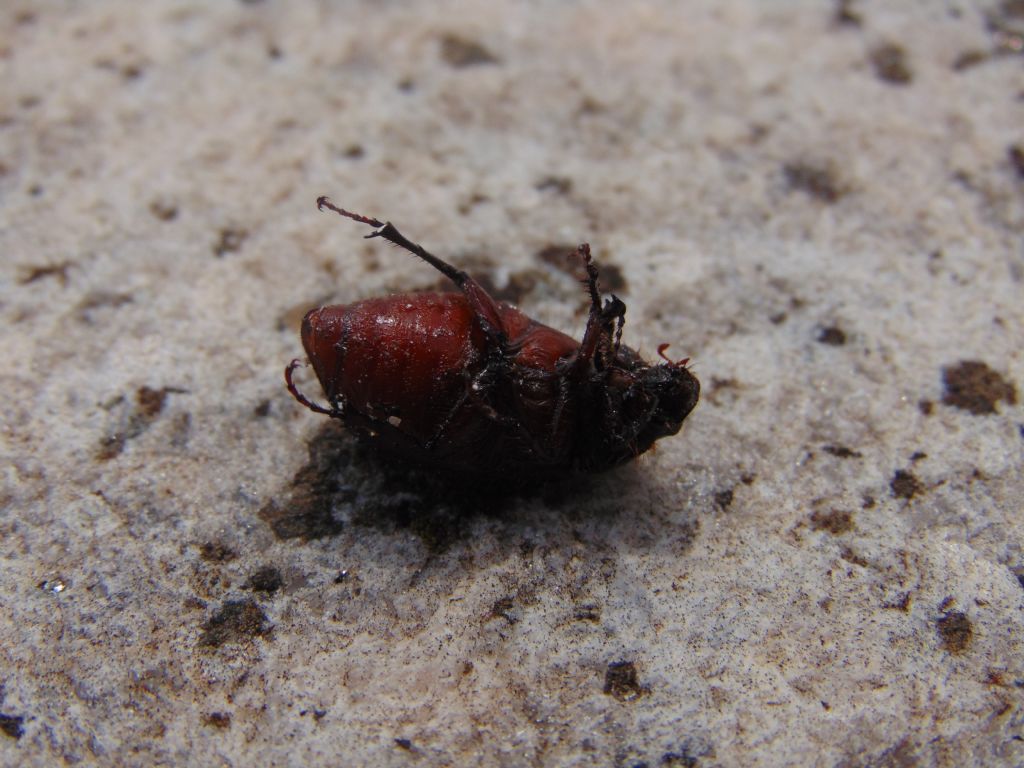 Melolonthidae: cfr. Aplidia sp.