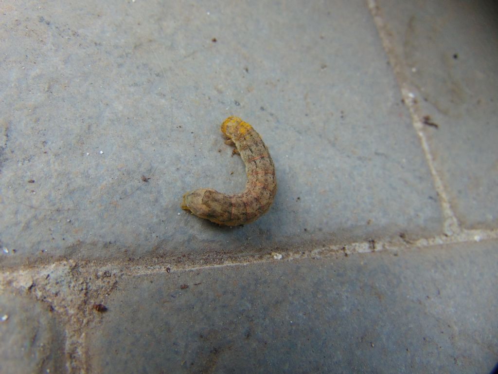 Larva di... Noctuidae