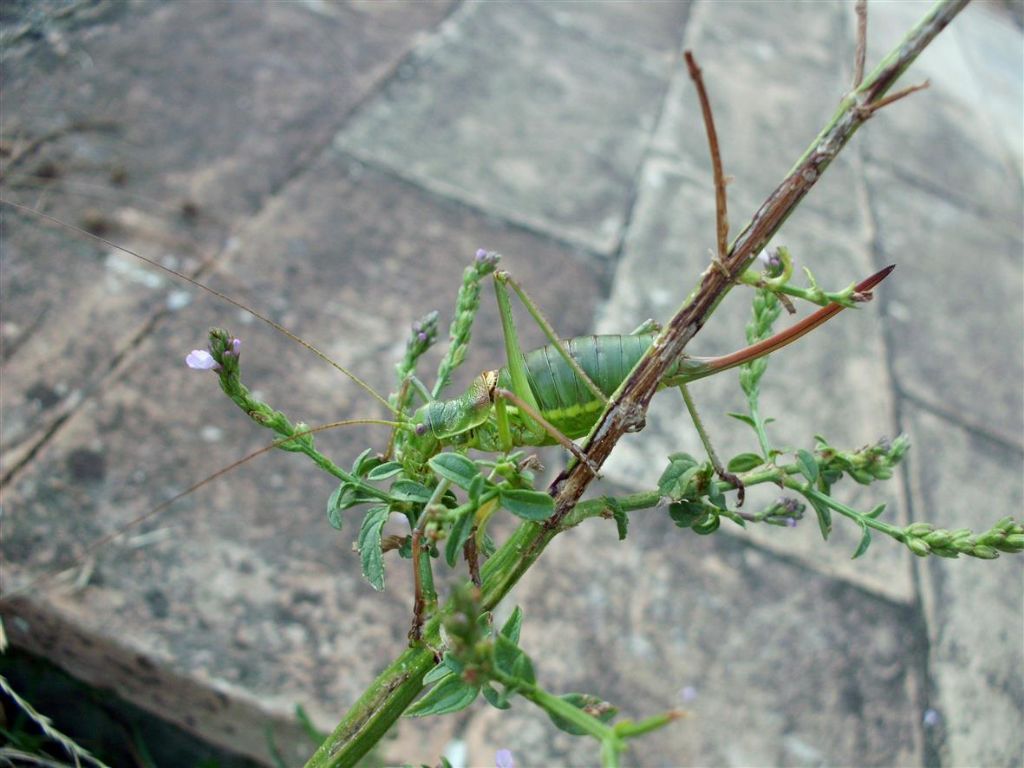 Ephippiger sp. femmina